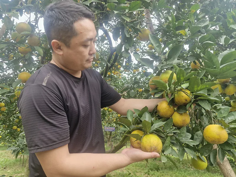 Hà Tĩnh: sản lượng cam ước đạt trên 67.000 tấn