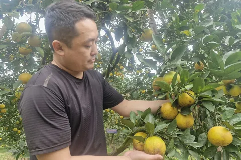 Hà Tĩnh: sản lượng cam ước đạt trên 67.000 tấn