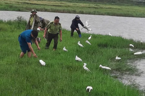Hà Tĩnh: tiêu hủy gần 75.000 công cụ săn bắt chim di cư tự nhiên