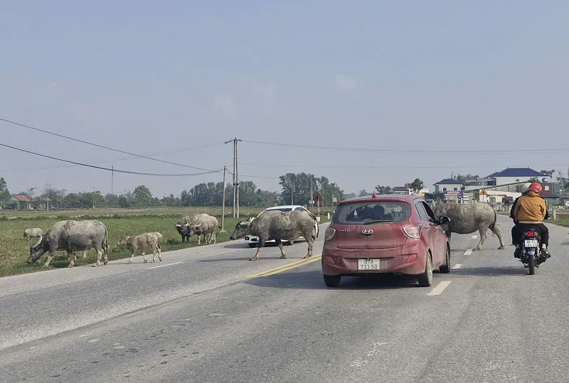 Hà Tĩnh: trâu, bò thả rông trên quốc lộ, hiểm nguy rình rập