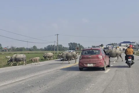 Hà Tĩnh: trâu, bò thả rông trên quốc lộ, hiểm nguy rình rập