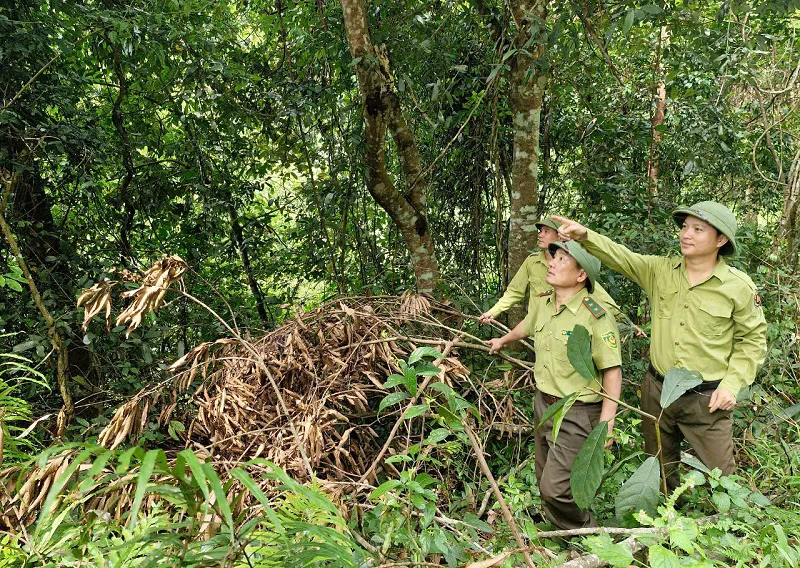 Hà Tĩnh: tăng cường quản lý, bảo vệ rừng tại gốc