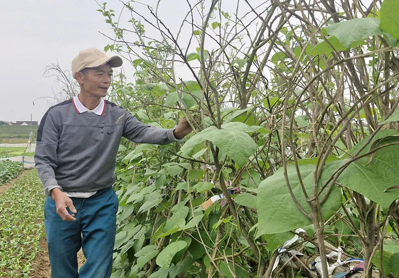 Hà Tĩnh: tập trung sản xuất rau màu phục vụ Tết Nguyên đán