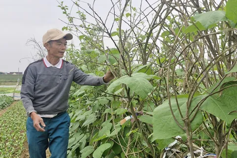 Hà Tĩnh: tập trung sản xuất rau màu phục vụ Tết Nguyên đán