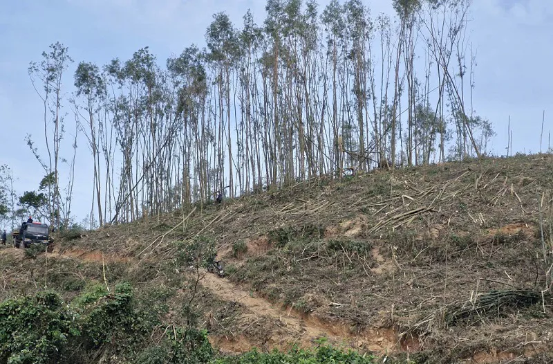 Hà Tĩnh: hàng loạt diện tích rừng trồng bị “xóa sổ” sau mưa bão