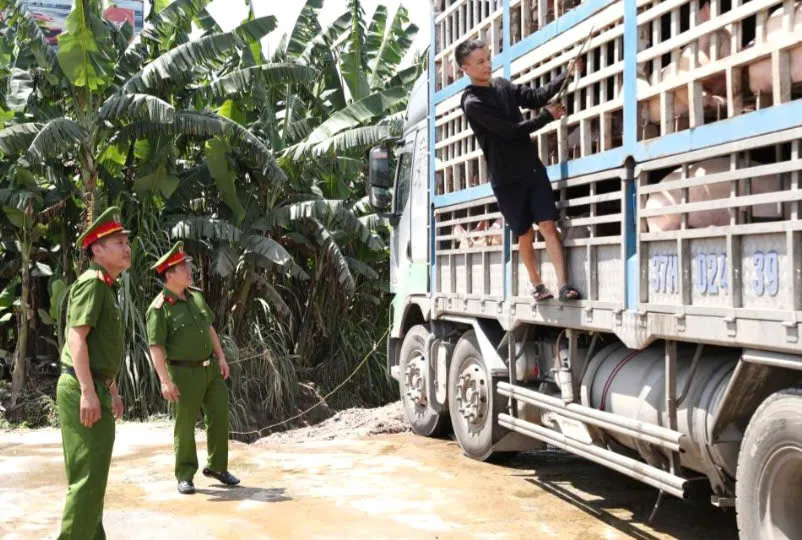 Hà Tĩnh: bắt giữ xe tải chở 18 tấn lợn nhiễm dịch tả châu Phi
