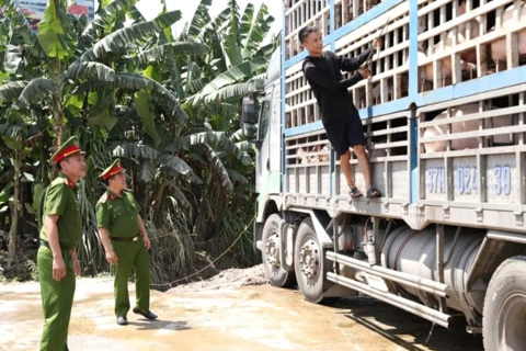 Hà Tĩnh: bắt giữ xe tải chở 18 tấn lợn nhiễm dịch tả châu Phi
