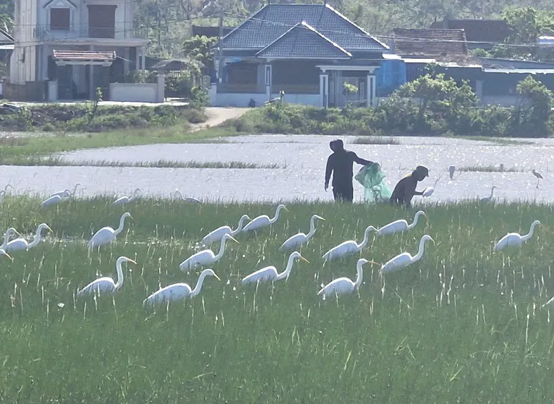 Hà Tĩnh: tận diệt chim di cư mùa mưa bão