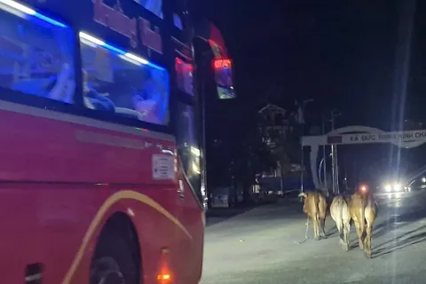 Trâu, bò thả rông, tiềm ẩn nguy cơ mất an toàn tại nút giao cao tốc