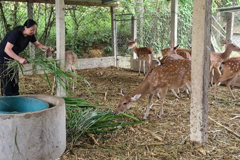 Hà Tĩnh: thu nhập hàng trăm tỷ đồng từ nhung hươu

