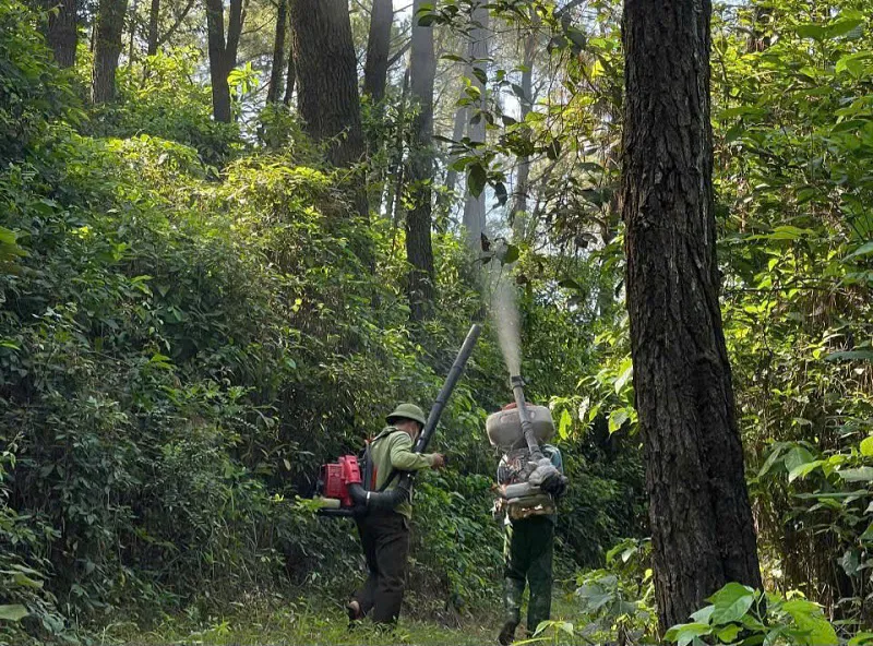 Hà Tĩnh: chủ động phòng trừ sâu róm gây hại rừng thông