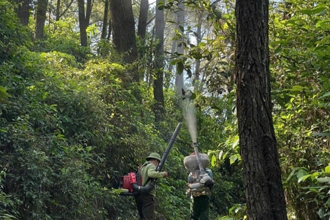 Hà Tĩnh: chủ động phòng trừ sâu róm gây hại rừng thông 