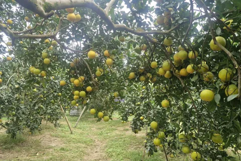 Hà Tĩnh: vựa cam giòn Thượng Lộc cho hiệu quả kinh tế cao