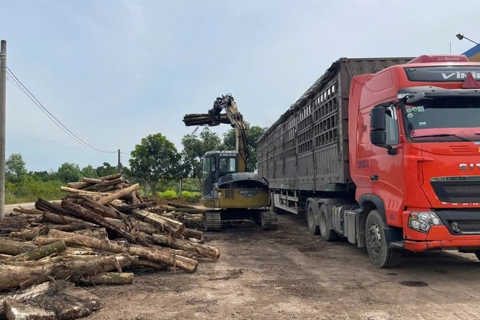 Hà Tĩnh: bốc dỡ gỗ keo tràm ra khỏi khuôn viên cửa hàng xăng dầu