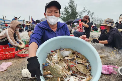 Hà Tĩnh: ngư dân trúng đậm ghẹ biển