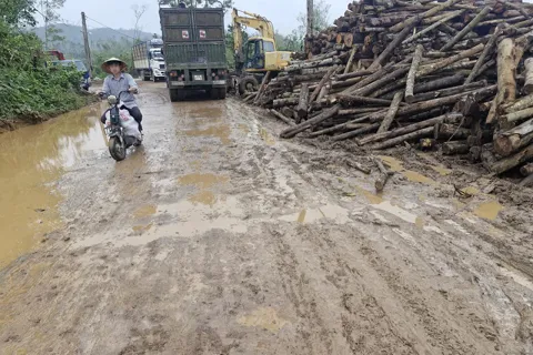 Hà Tĩnh: ô nhiễm môi trường tại các cơ sở thu mua gỗ keo tràm