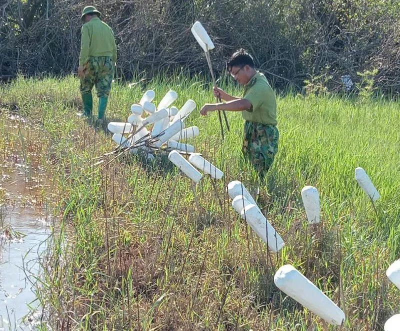 Hình ảnh 12