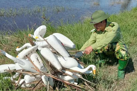 Hà Tĩnh: quyết liệt ngăn chặn săn bắt chim di cư mùa mưa bão