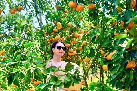 Du khách nườm nợp check-in vườn hồng ở Tây Đô