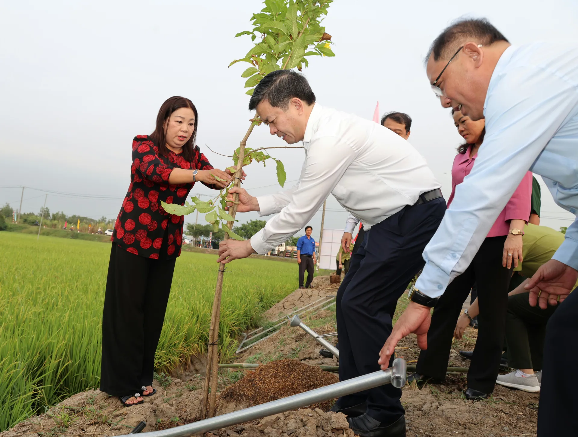 Cần Thơ phát động Tết trồng cây đời đời nhớ ơn Bác Hồ