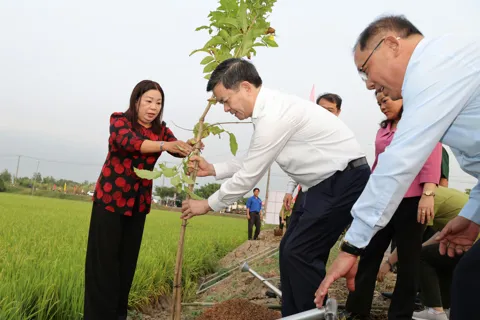 Cần Thơ phát động Tết trồng cây đời đời nhớ ơn Bác Hồ