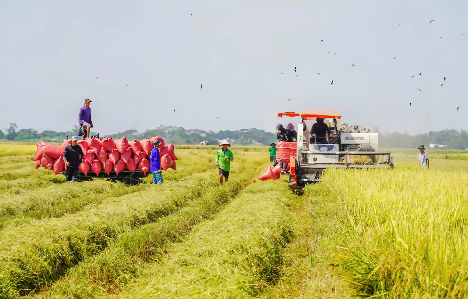 Cần Thơ: ký kết hợp tác phát triển mô hình nông nghiệp hữu cơ thông minh 