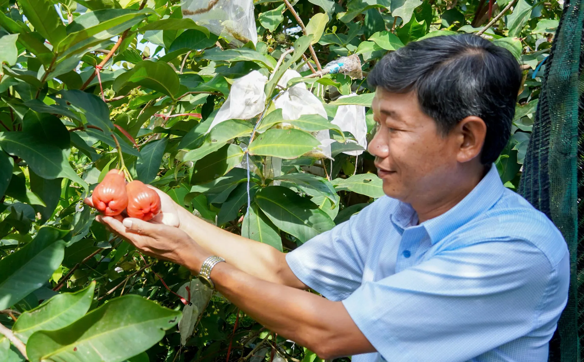 Nông dân Sóc Trăng lãi tiền tỷ mỗi năm nhờ trồng mận hồng MST