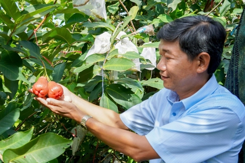 Nông dân Sóc Trăng lãi tiền tỷ mỗi năm nhờ trồng mận hồng MST
