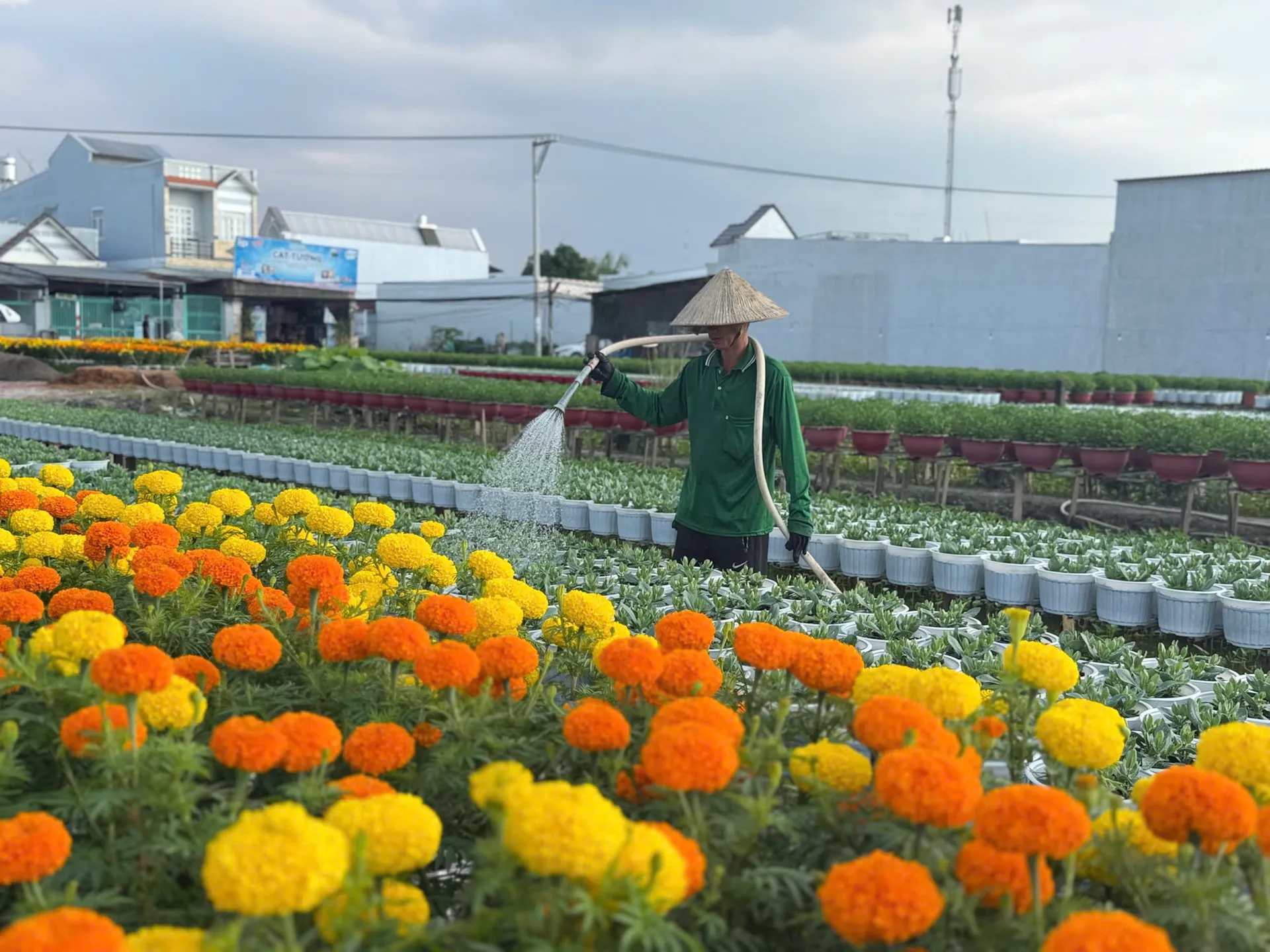 Làng hoa trăm tuổi ở Cần Thơ nhộn nhịp chuẩn bị hoa Tết