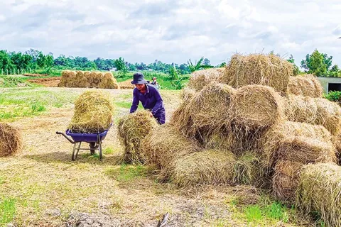 Khai thác giá trị tiềm tàng từ rơm rạ