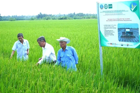 Cần Thơ thúc đẩy "1 triệu ha lúa xanh", hướng tới nền nông nghiệp phát triển bền vững