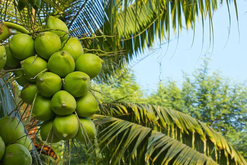 Vĩnh Long: ứng dụng công nghệ cao phát triển sản phẩm từ dừa