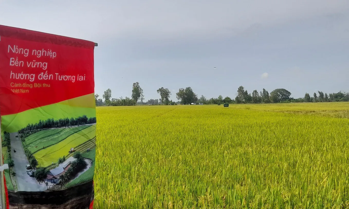 Cần Thơ đẩy mạnh mô hình lúa chất lượng cao, phát thải thấp