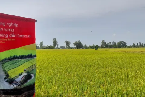 Cần Thơ đẩy mạnh mô hình lúa chất lượng cao, phát thải thấp