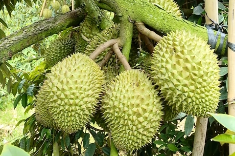 Đồng Tháp tiên phong "giải độc" cadimi cho sầu riêng, bước đầu thành công