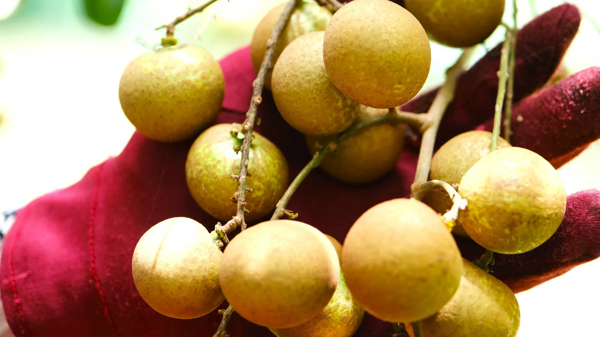 Nông dân Cần Thơ đưa thanh nhãn xuất ngoại
