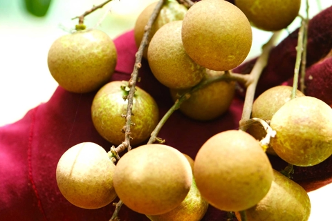 Nông dân Cần Thơ đưa thanh nhãn xuất ngoại