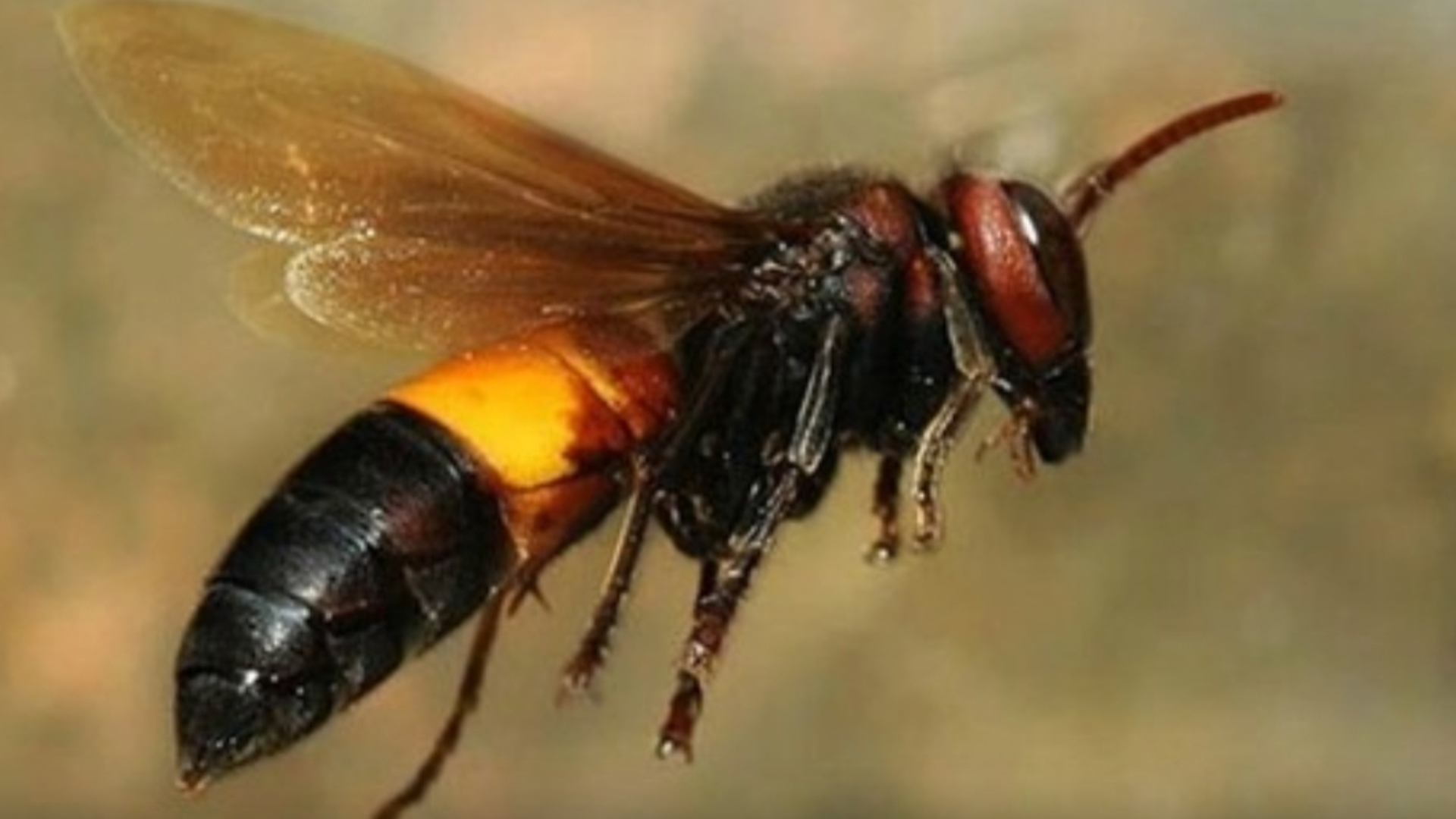 Cà Mau: hai mẹ con bị ong vò vẽ đốt, mẹ tử vong thương tâm