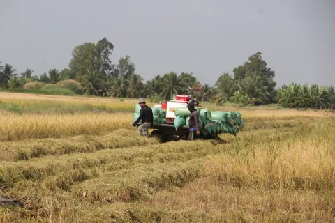 Nông dân Cà Mau ăn Tết lớn