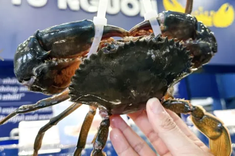 Cận Tết, giá cua gạch Cà Mau vượt 1,1 triệu đồng/kg