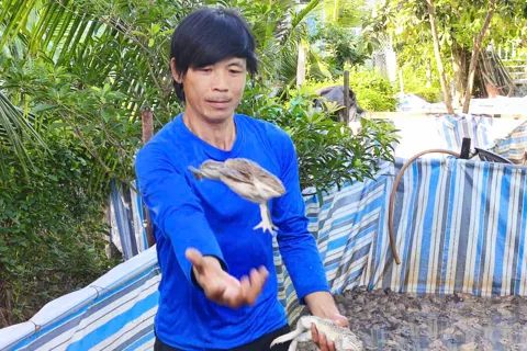Phát triển kinh tế gia đình ở vùng đô thị Cà Mau