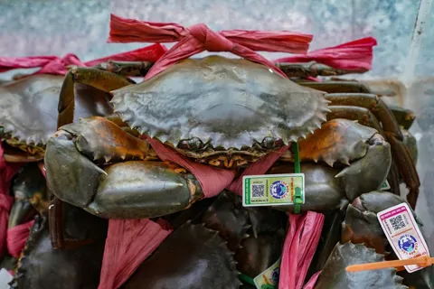 Bài 2: Cua Cà Mau - phát triển theo chuỗi giá trị, nâng cao chất lượng và giá trị gia tăng