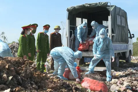 Thanh Hoá: tiêu hủy hơn 5 tạ lợn nhiễm dịch tả lợn châu Phi