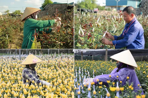 Vựa hoa lớn nhất xứ Thanh rộn ràng vào vụ Tết