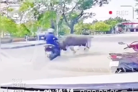 Thanh Hóa: người phụ nữ bị trâu "điên" húc gãy xương sườn khi đi xe máy