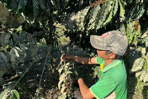 Kỳ lạ chuyện rửa cà phê khi còn trên cây ở Lâm Đồng