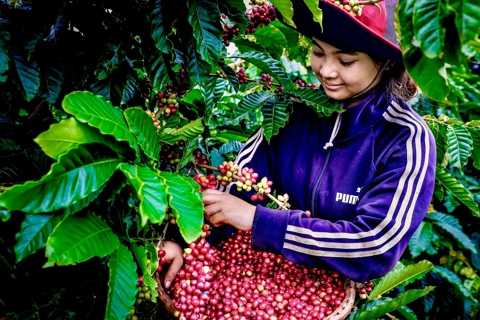 Nâng tầm giá trị cà phê Việt Nam: từ sản lượng đến thương hiệu bền vững
