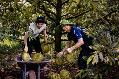 Sầu riêng Đắk Lắk: lấy dân làm gốc và doanh nghiệp làm đầu tàu