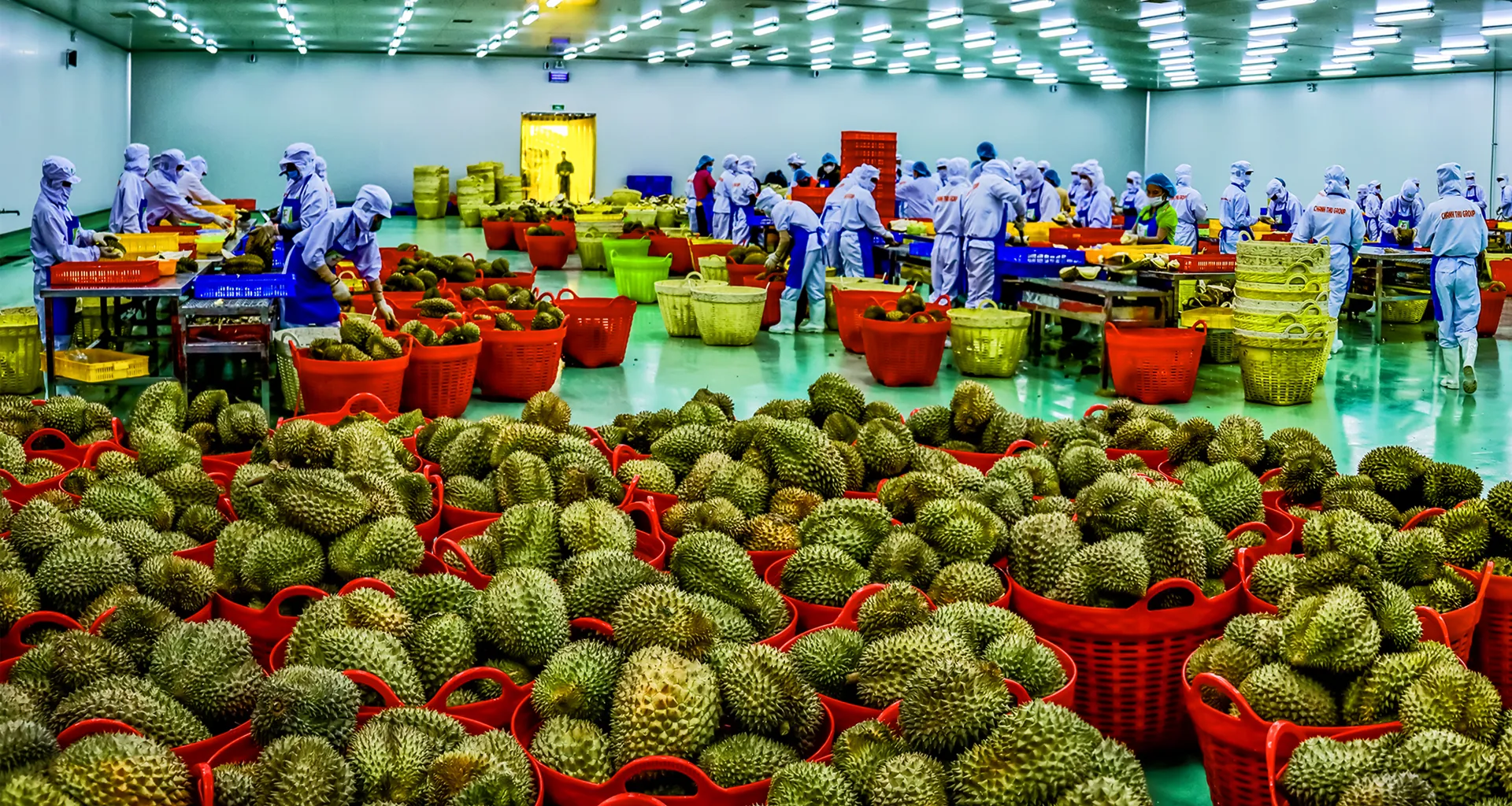 Hương sầu riêng Đắk Lắk gọi mùa về