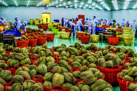 Hương sầu riêng Đắk Lắk gọi mùa về